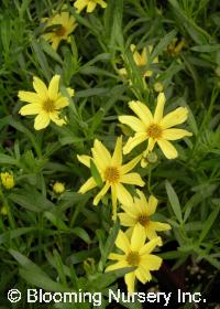 Coreopsis 'Creme Brulee'